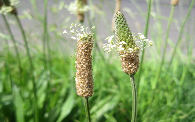 Ayurvedic Solutions are best for ANAL FISSURE